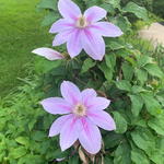 ruellia